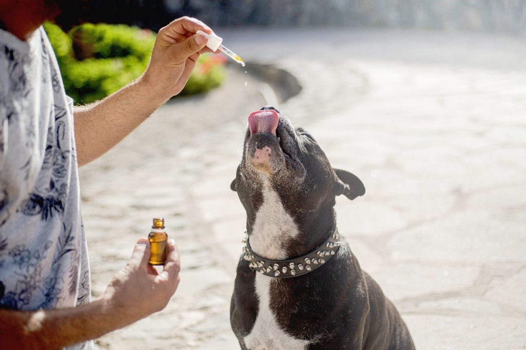 CBD Oil for Dogs